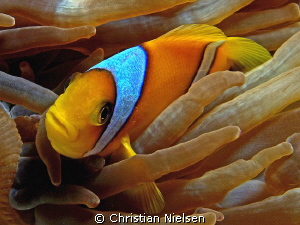 Home sweet home
I like clownfish, so here is one more :-... by Christian Nielsen 